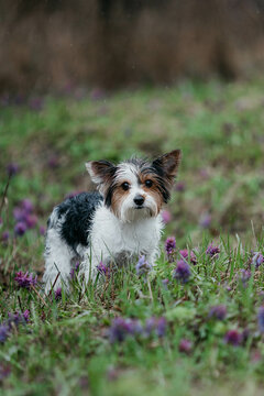 Beaver breed dog is a Yorkshire terrier in early spring in the rain