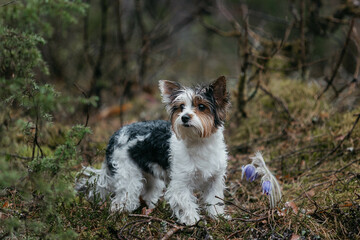 Beaver breed dog is a Yorkshire terrier in early spring in the rain