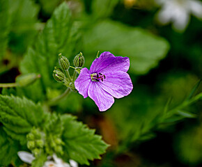 Close up of violet Flower