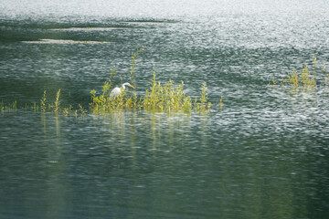 View of the heron on the lake