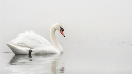   A white swan floats atop a lake Nearby stands a bird with a long neck and a reddish beak