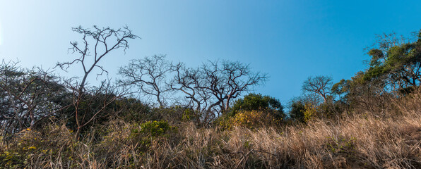 Entre árboles y lo seco