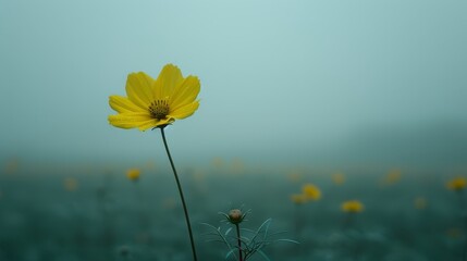   A solitary yellow bloom distinguishes the field of yellow flowers against a foggy backdrop, framing a blue sky