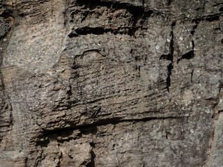 Brown rock texture in the forest, close-up for nature background.