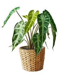African mask plant in a rattan basket with leaves set illustration isolated. Decorative plant in basket pot	