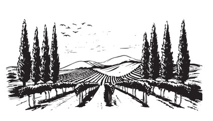 Vineyard landscape, Sketch, hand drawn illustrations