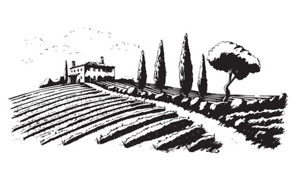 Vineyard landscape, Sketch, hand drawn illustrations