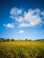 Fototapeta premium Paysage de vignes en automne. Vignoble de Bourgogne pendant l'automne. Côte-d'Or en automne. Vignes de Meursault. Beauté du vignoble. Grands vins de Bourgogne. Côte de Beaune. Vin et vendanges