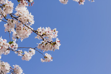 ソメイヨシノ満開