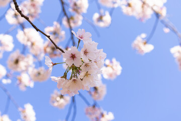 ソメイヨシノ満開