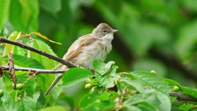 a great reed warbler (Acrocephalus arundinaceus) sits in a tree in the morning and chirps its song by a pond in Erfurt, Thuringia, Germany, Europe