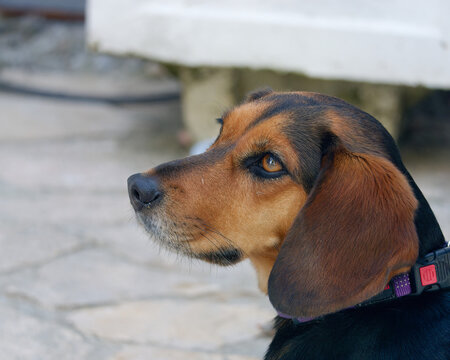Portrait of an adorable Tyrolean Hound dog (Tiroler Bracke) with a blurry background