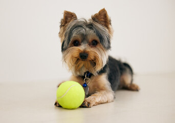 Tennis ball, cute and portrait of dog in studio for playing with sweet and adorable face for fun....