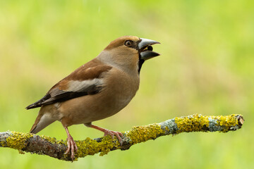 Male hawfinch feeding on a tree branch. It has a sunflower seed in his big beak.