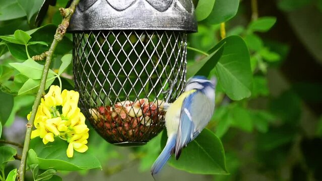 Eurasian blue tit (Cyanistes Caeruleus) bird pecking peanuts from acorn shaped bird feeder in spring blossom