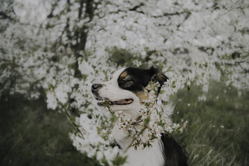 cute Australian shepherd of tricolor color against the background of flowering trees spring summer