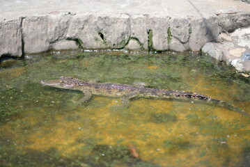 Crocodile Alligator swims in swamp water, showcasing its sharp teeth and fierce gaze amidst the wild Florida nature - 787908362