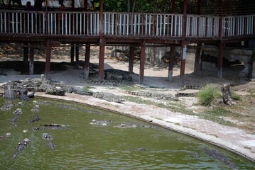 Crocodile Alligator swims in swamp water, showcasing its sharp teeth and fierce gaze amidst the...