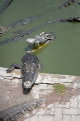 Crocodile Alligator swims in swamp water, showcasing its sharp teeth and fierce gaze amidst the wild Florida nature - 787910527