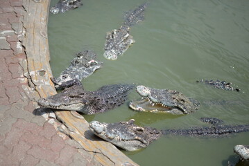 Crocodile Alligator swims in swamp water, showcasing its sharp teeth and fierce gaze amidst the wild Florida nature - 787910987