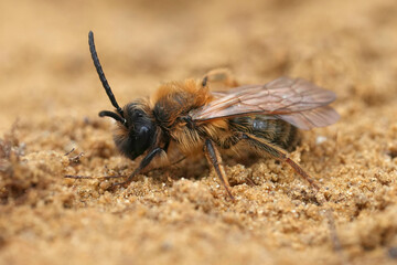 Closeup on a brown hairy male European Chocolate mining bee, Andrena scotica sitting in the sand