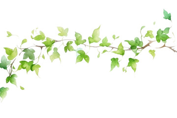 PNG  Vine nature plant leaf