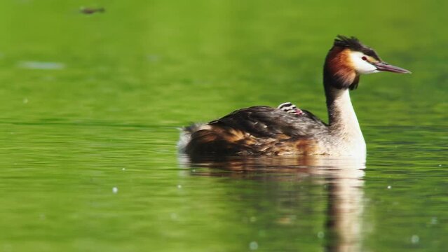 A crested grebe (Podiceps cristatus) family with young swims on a pond and feeds the chicks in Erfurt, Thuringia, Germany, Europe