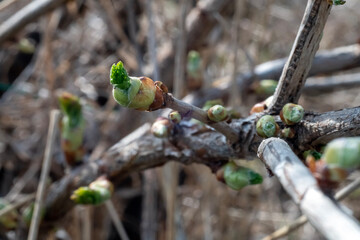 green new spring buds on a tree branch in early spring. Sunset, dawn, evening.