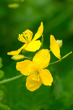 Vertical closeup on the yellow flower of the European Greater celandine or swallowwort wildflower, Chelidonium majus