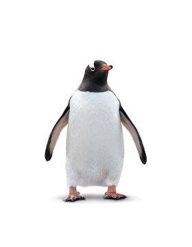 Gentoo penguin isolated on white background.