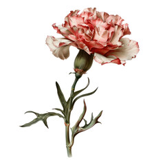 Carnations of Rococo Art isolated on transparent png.