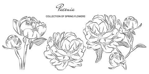 Hand drawn sketch of spring peony blossom and leaves on a branch. Minimalist elegant flowers paeonia template for  tattoos, invitations, greeting card and save the date card design. Vector collection  © Malykhina Veronika