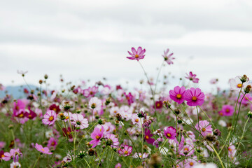 View of the cosmos flowers