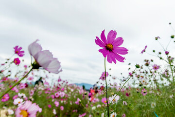 Fototapeta premium View of the cosmos flowers