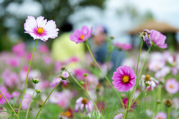View of the cosmos flowers