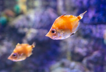 Red fish swimming in the aquarium. Aquarium fish closeup