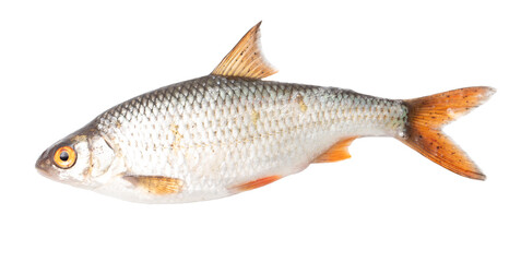 Close up of roach fish isolated on white background
