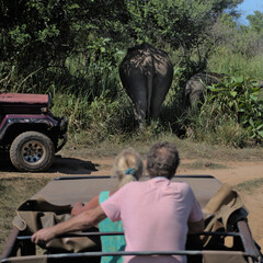 Couple on safari spotting a group of elephants in the savannah  © Pedro