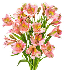 PNG  Bouquet made of Alstroemeria blossom flower anther - obrazy, fototapety, plakaty