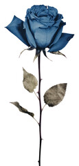 PNG Blue rose flower plant inflorescence - obrazy, fototapety, plakaty