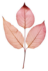 PNG Rose leaves plant leaf red