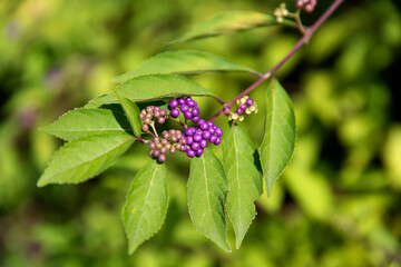 View of the purple berries on the branch