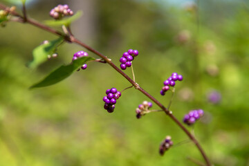View of the purple berries on the branch