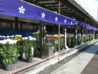 菊の花が飾られた11月の湯島天神（文京菊まつり開催期間）