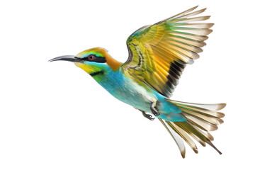 Fototapeta premium Blue-tailed Bee-eater isolated on white background