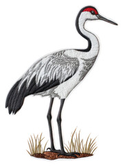 Fototapeta premium PNG Felt stickers of a single crane waterfowl animal bird