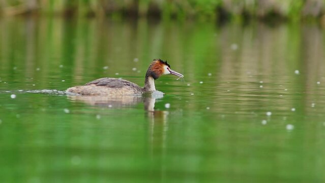 A crested grebe (Podiceps cristatus) family with young swims on a pond and feeds the chicks in Erfurt, Thuringia, Germany, Europe