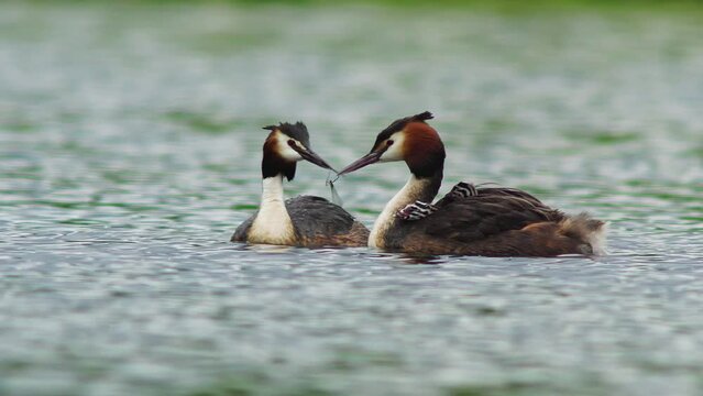A crested grebe (Podiceps cristatus) family with young swims on a pond and feeds the chicks in Erfurt, Thuringia, Germany, Europe