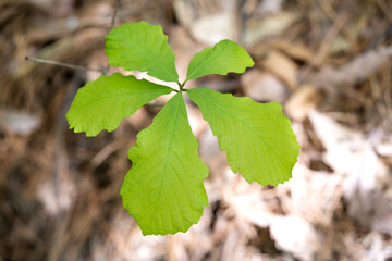 Fototapeta premium young oak tree