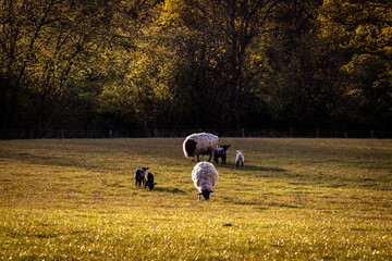 Ewes and lambs grazing in a meadow in Sussex, with evening light